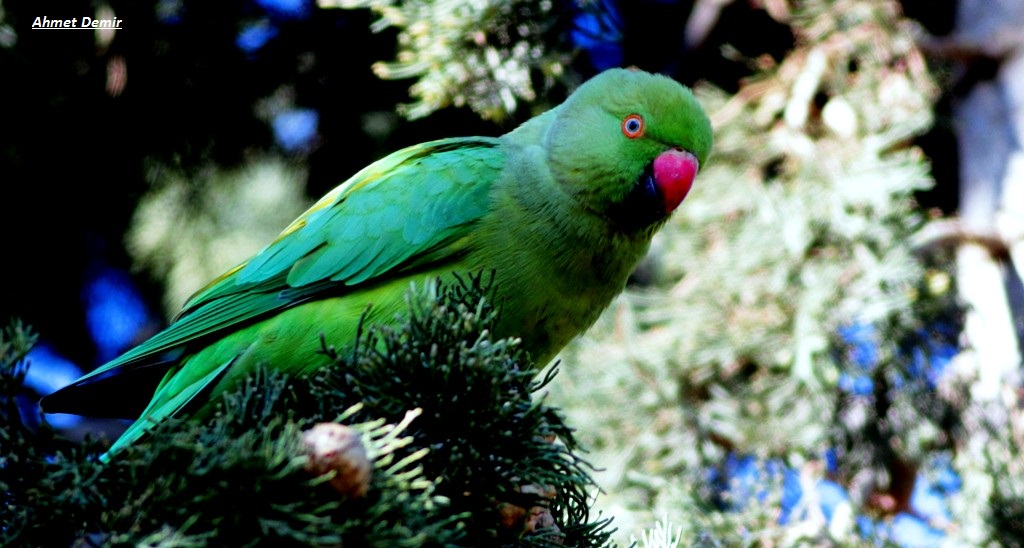 Rose-ringed Parakeet